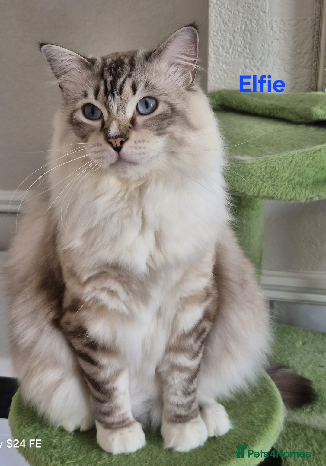 Ragdoll cats for sale: Exceptional bloodlines Ragdolls 💞💞 - Image 22