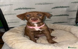 Mixed Breed dogs for sale: 6 Beautiful Fur Babies - Image 27