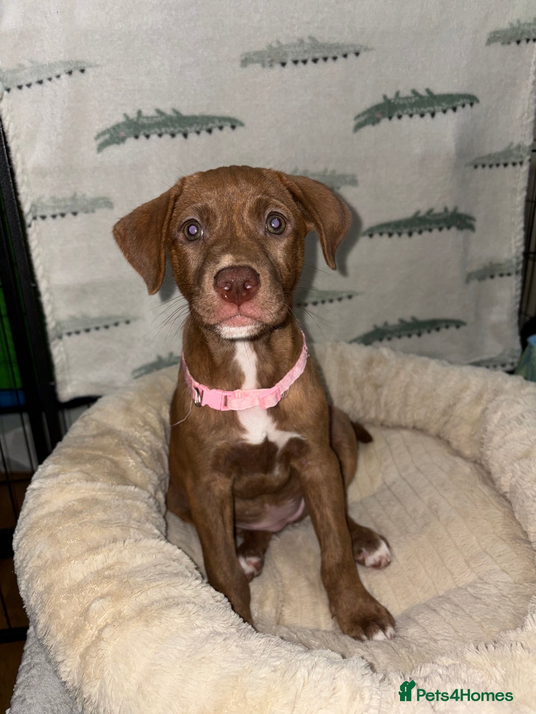 Mixed Breed dogs for sale: 6 Beautiful Fur Babies - Image 27