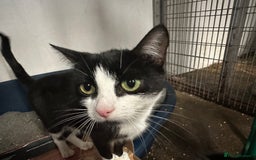 Mixed Breed cats for sale: Kittens - Image 1