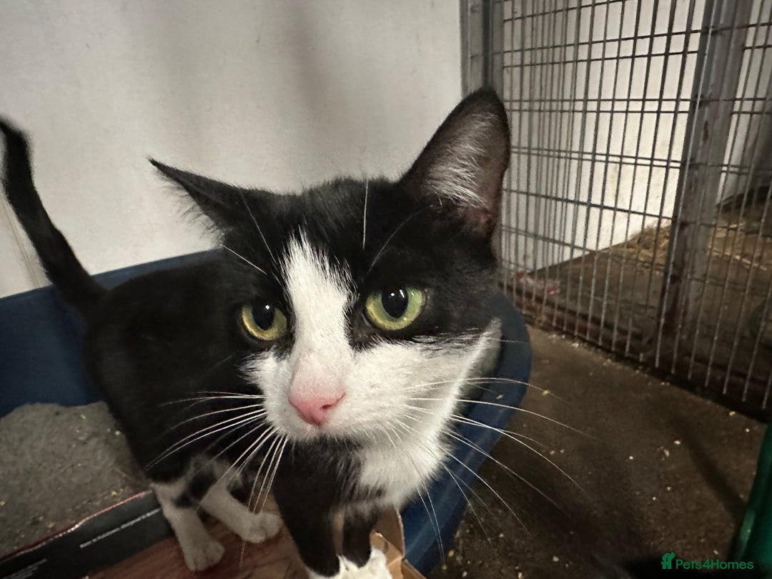 Mixed Breed cats for sale: Kittens - Image 1