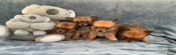 Pomeranian dogs for sale: Beautiful Pomeranian puppies - Advert 1