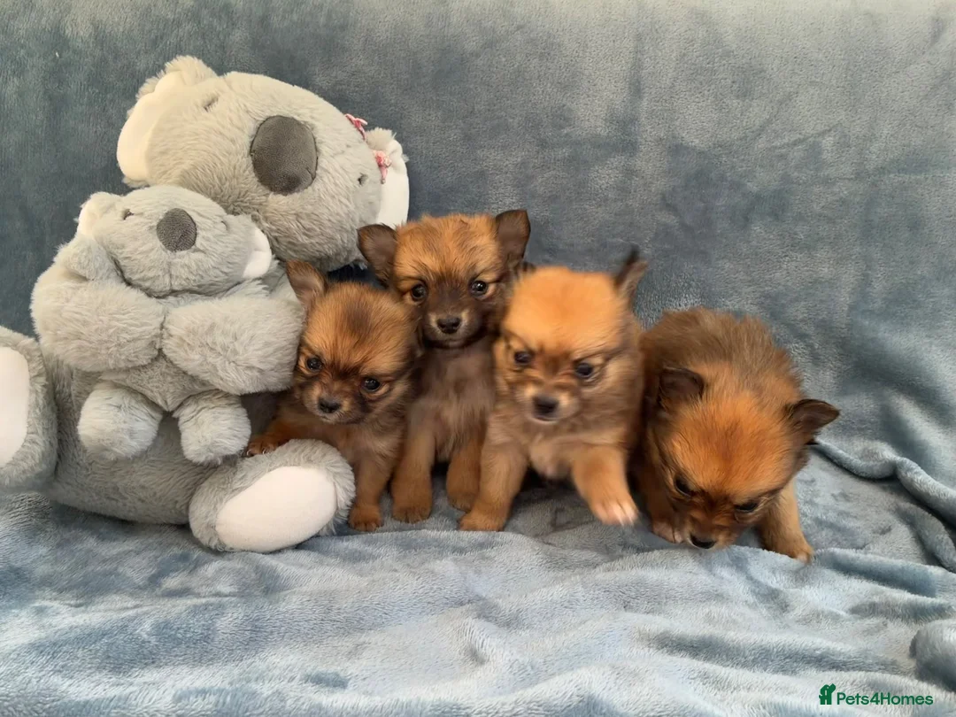 Pomeranian dogs for sale: Beautiful Pomeranian puppies - Advert 1