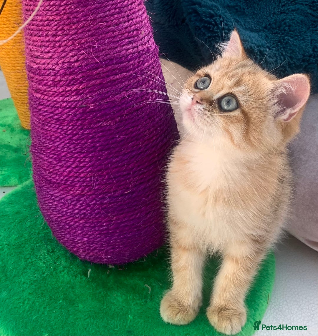 British Shorthair cats for sale:  **   ** : BSH Golden champion lines - Advert 14