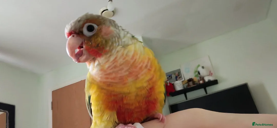 Conures birds for sale: Pineapple Green cheek conure baby  - Advert 2