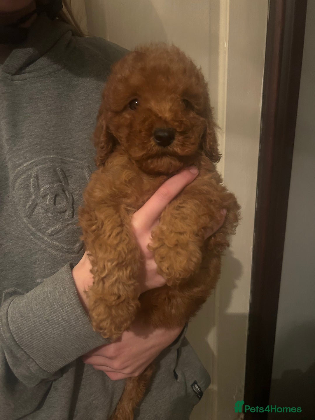 Poodle dogs for sale: Poodle puppies - Advert 5