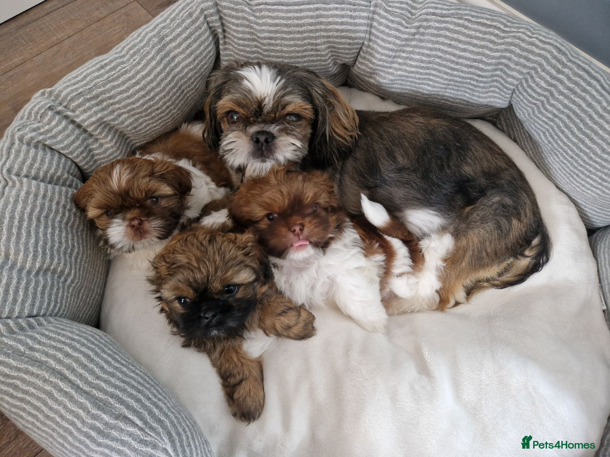 Shih Tzu dogs Shih tzu puppies looking for their forever home. - Advert 1
