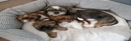 Shih Tzu dogs for sale: Shih tzu puppies looking for their forever home. in Leeds - Advert 1