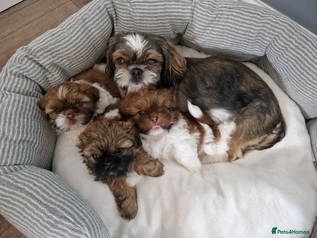 Shih Tzu dogs for sale: Shih tzu puppies looking for their forever home. in Leeds - Advert 1