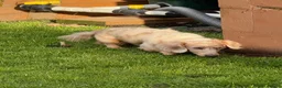 Dachshund dogs for sale: Dotty is pregnant!  - Advert 13