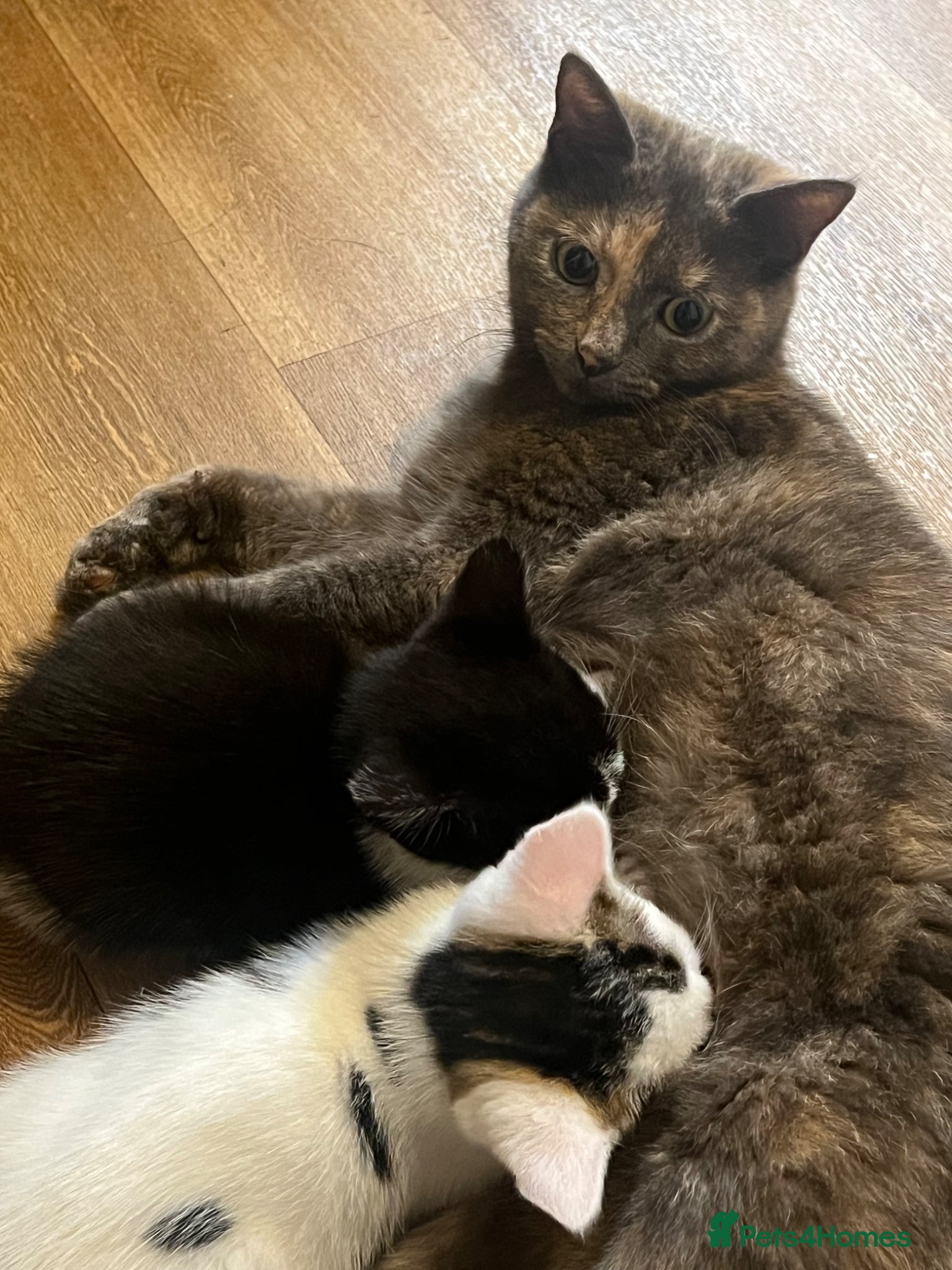 Mixed Breed cats for adoption: FOSTER MUMS (Queens) AVAILABLE  - Advert 2