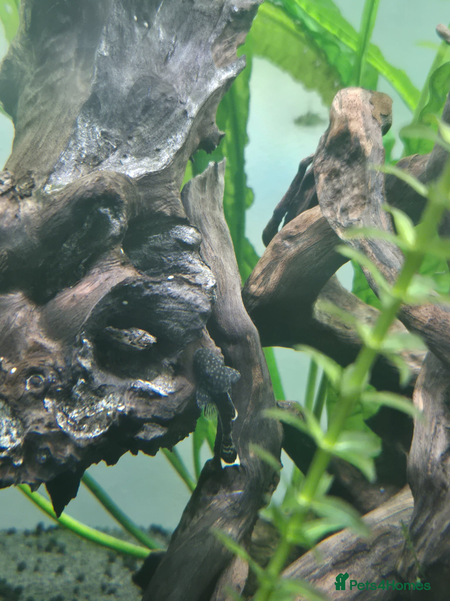 Plecos fish 3 Dark Bristlenose Pleco Baby Fish - Advert 4