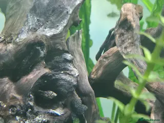 Plecos fish 3 Dark Bristlenose Pleco Baby Fish - Advert 1