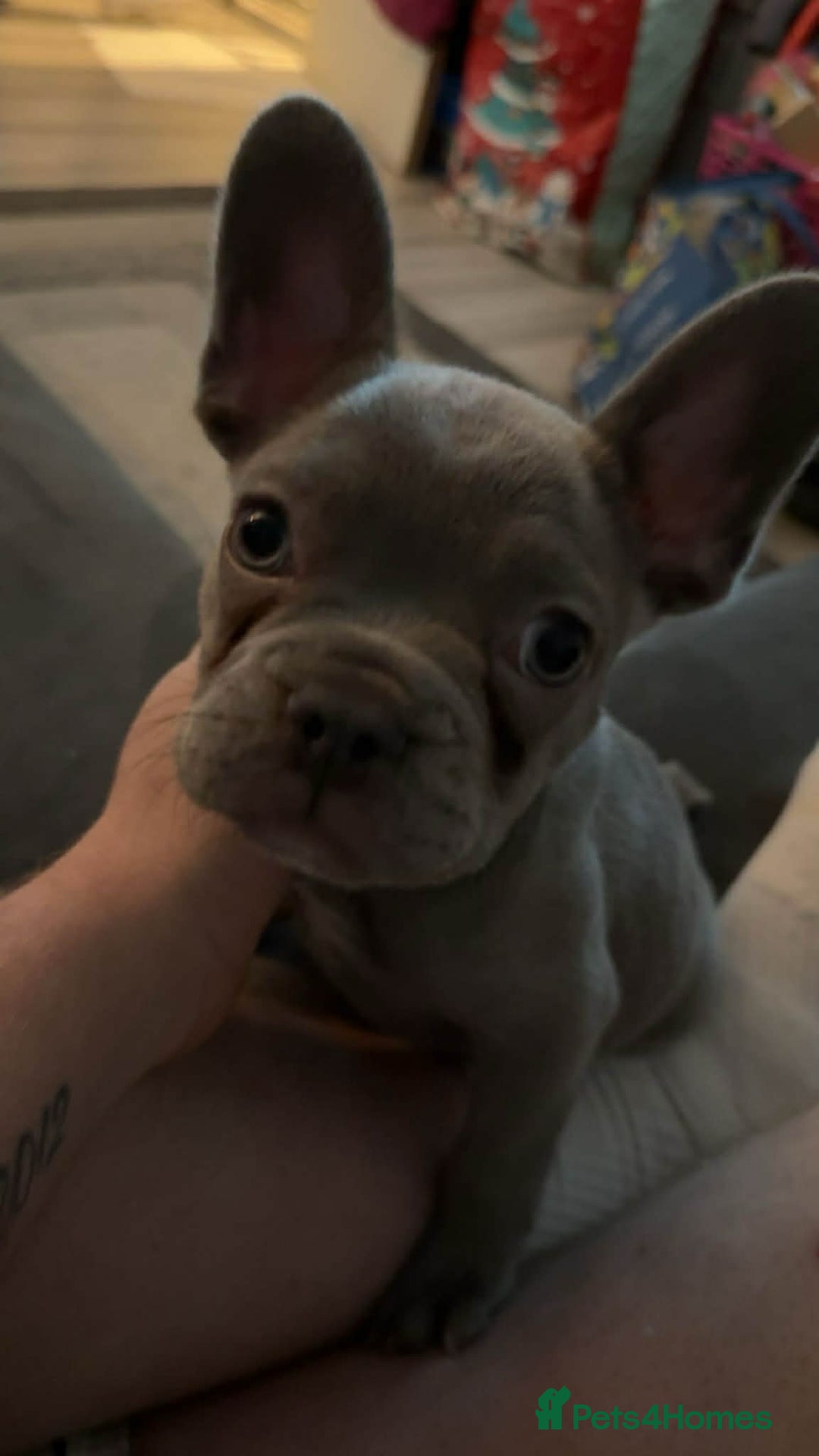 French Bulldog dogs for sale: 1 male french bulldog  - Advert 3