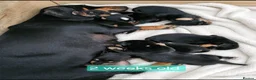 Jackshund dogs for sale: DachshundxJack Russell Puppies  in Martock - Advert 4