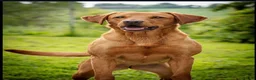 Labrador Retriever dogs for sale: This is Boo - Advert 2