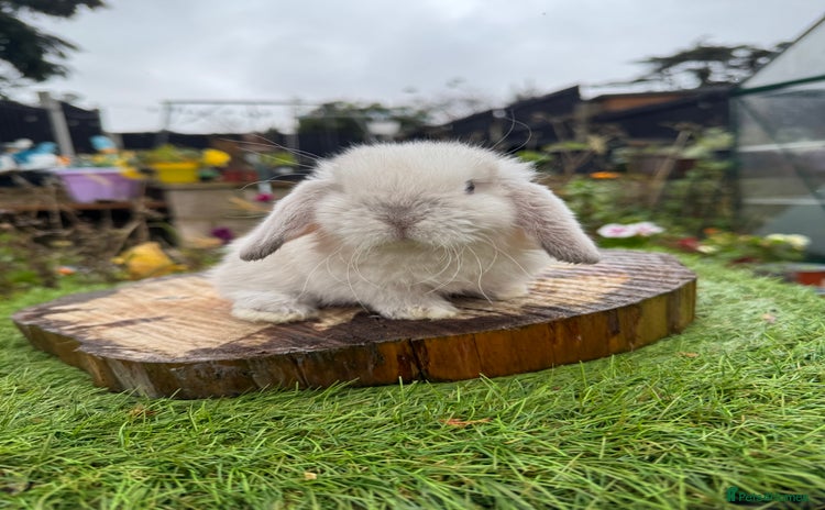 Mini Lop rabbits - Advert 11