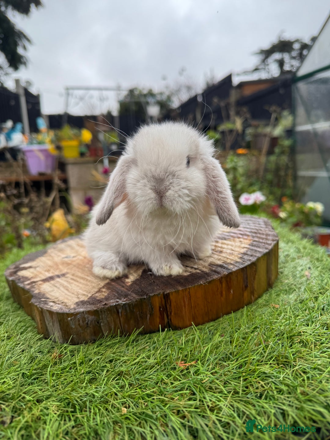 Mini Lop rabbits for sale: Mini lop baby bunnys  - Image 1