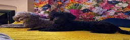 Toy Poodle dogs for sale: Black toy poodle in Manchester - Advert 40