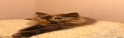 British Longhair cats for sale: Enchanting Chocolate British longhair female✨ - Advert 8
