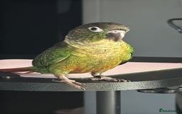 Conures birds for sale: URGENT SELL Tame 6-month old Male Conure in Wembley - Image 4