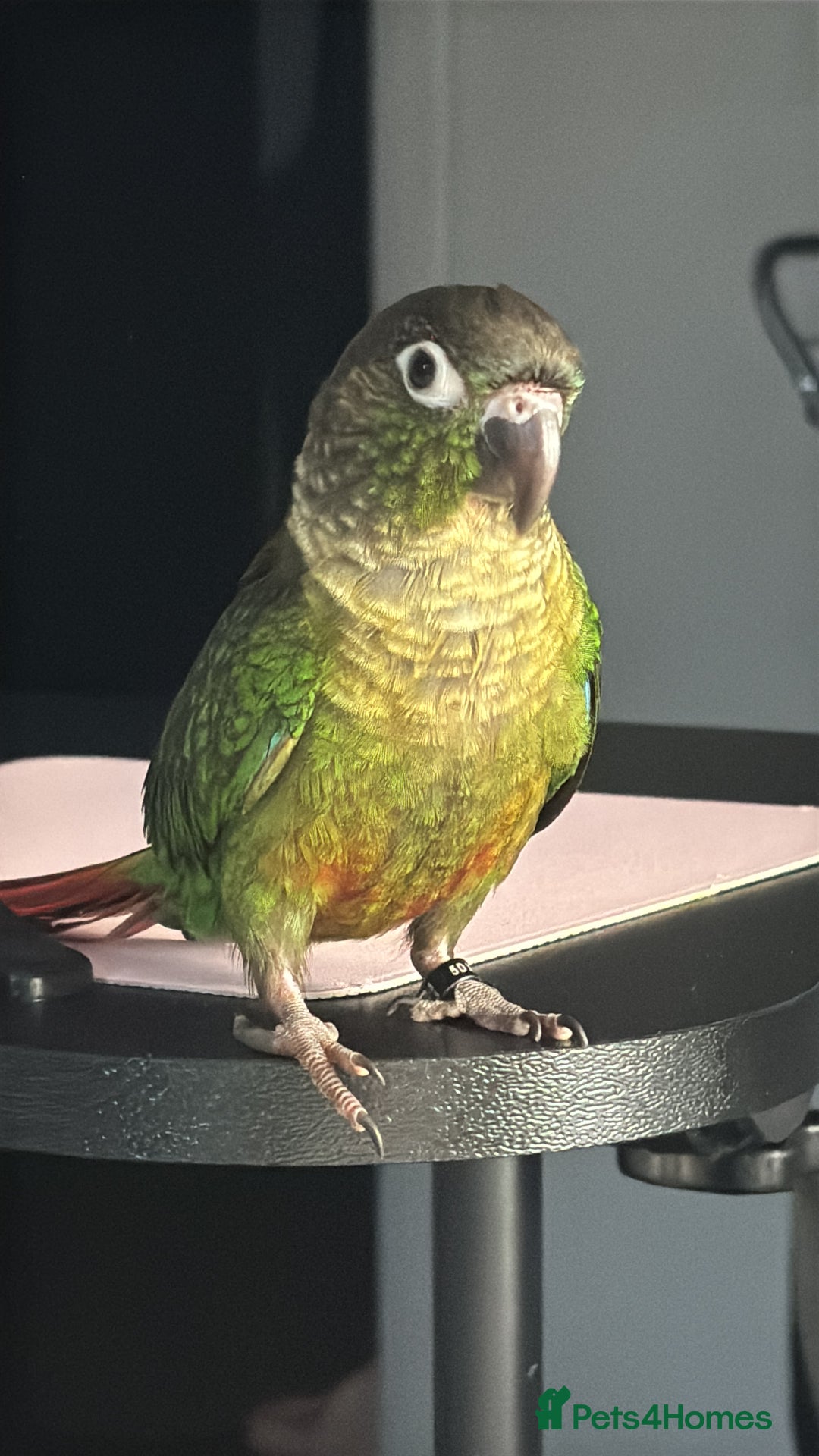 Conures birds for sale: URGENT SELL Tame 6-month old Male Conure in Wembley - Image 4