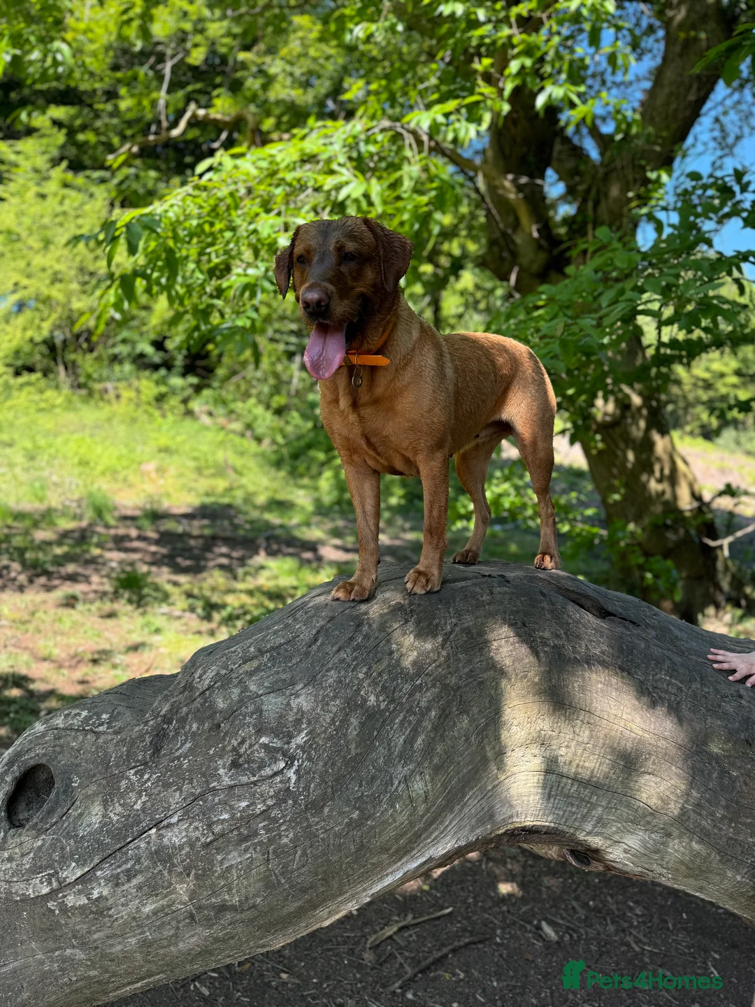 Labrador Retriever dogs for sale: CLOSED - Fox Red Labrador puppies.  - Advert 16