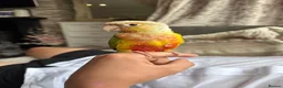 Conures birds for sale: Tame pineapple conure  - Advert 4