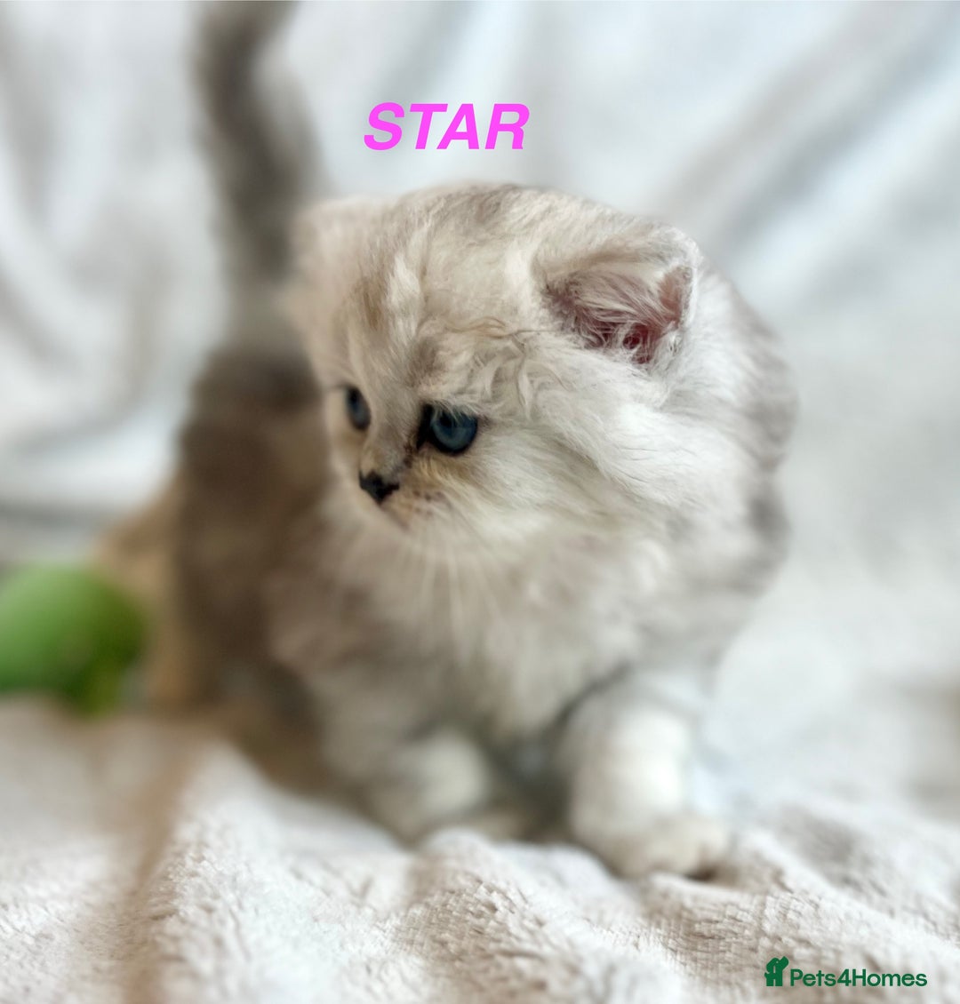 Persian cats for sale: **LAST ONE** Stunning pure Persian Kittens PKD Neg - Image 26