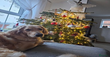 Goldendoodle dogs - Advert 12