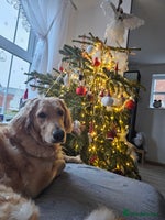 Goldendoodle dogs - Advert 7