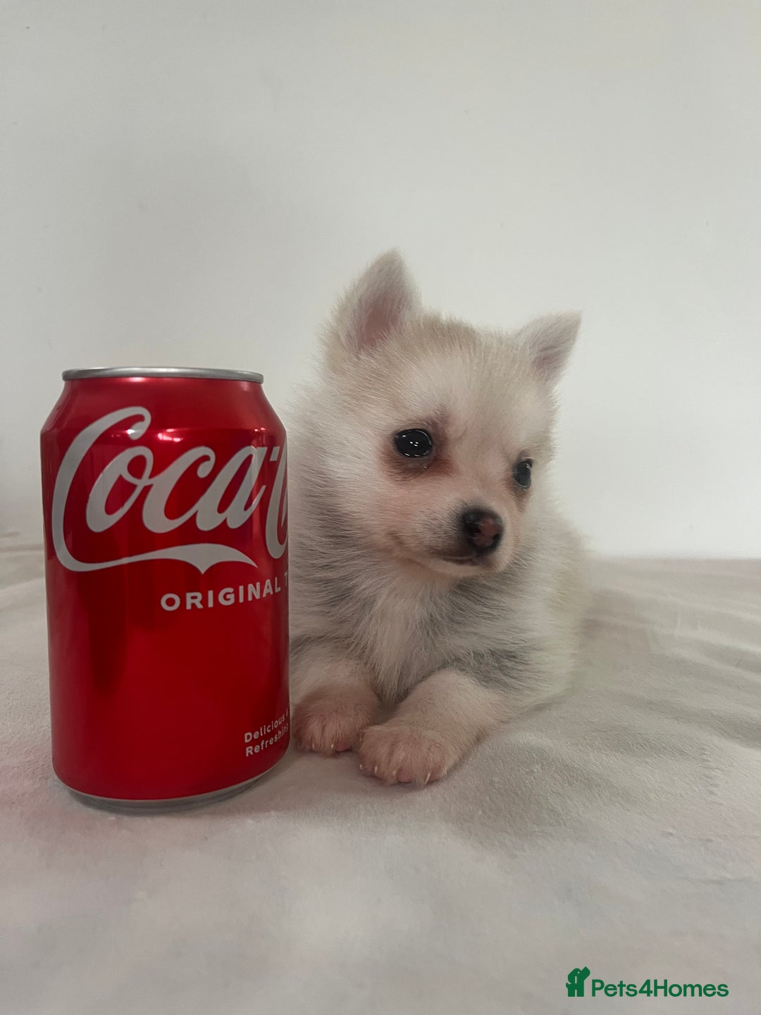 Pomsky dogs for sale: Honey I shrunk the Husky 😂 Genuine Toy size pomsk - Image 16