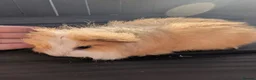 Guinea Pig rodents for sale: Funky breed baby guinea pigs  in Washington - Advert 21
