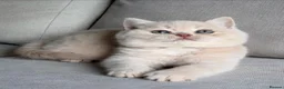 British Shorthair cats for sale: Beautiful boys  - Advert 6