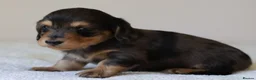 Miniature Dachshund dogs for sale: 5*Licensed+ LongHaired+KCreg+PraClear+Vetchecked - Advert 9