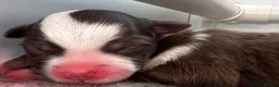 Miniature American Shepherd dogs for sale: Red Tri Miniature American Shepherd Puppies  - Advert 8
