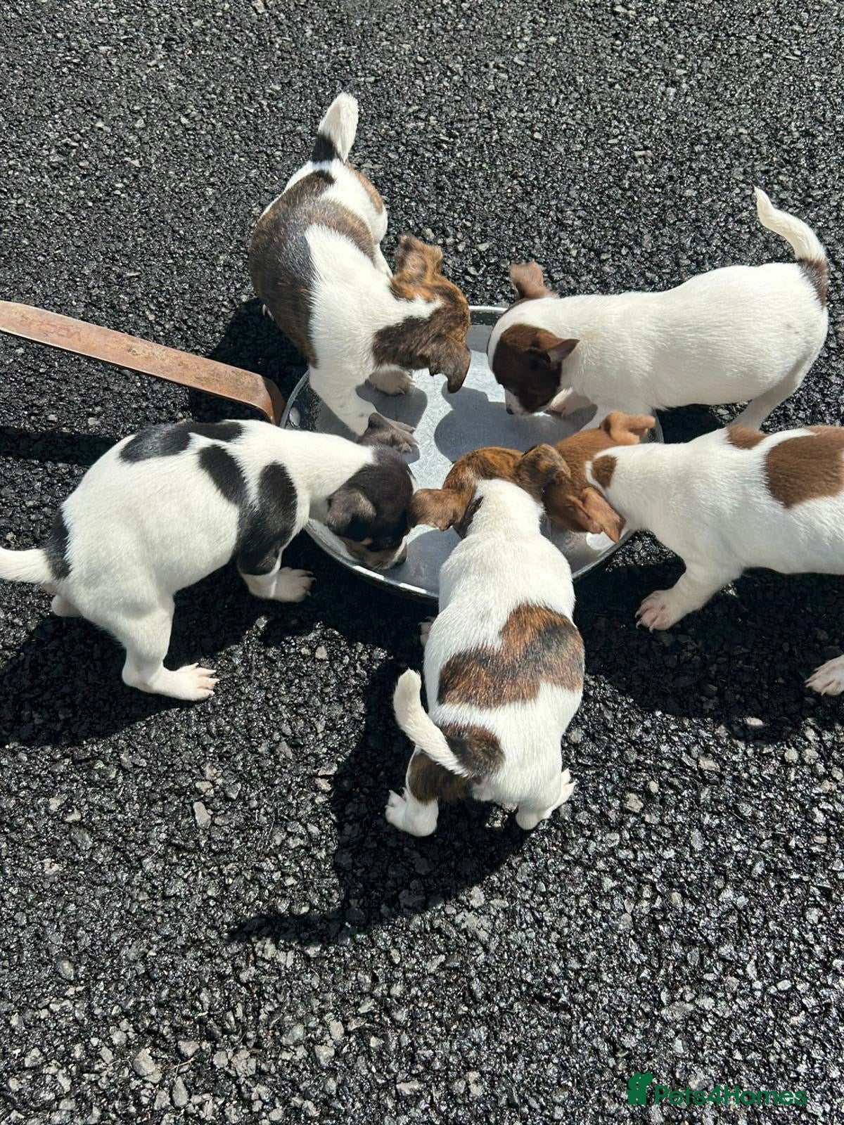 Jack Russell dogs for sale: Jack Russell puppies  in Oxford - Advert 3