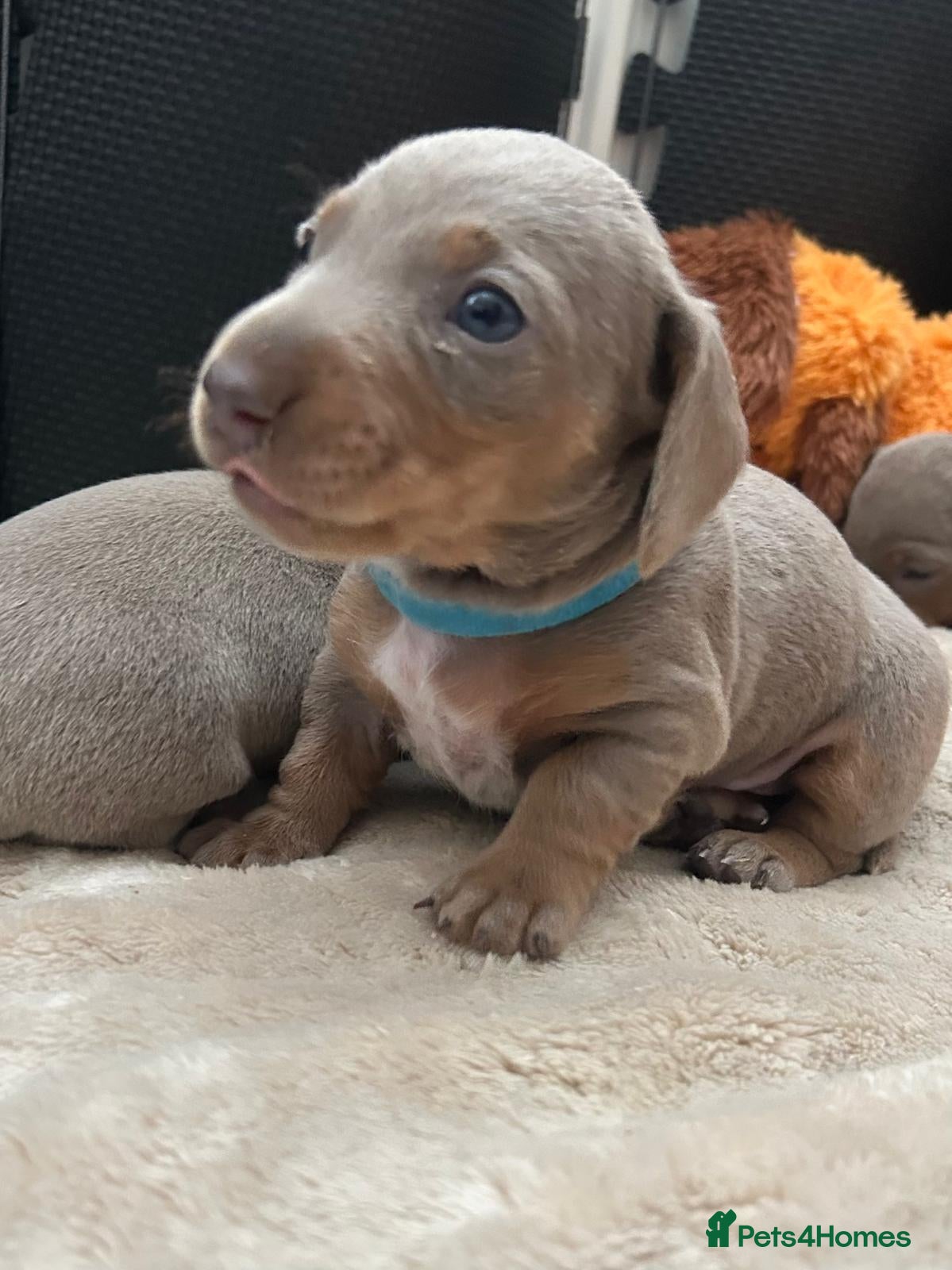 Miniature Dachshund dogs KC REGISTERED MINIATURE DACHSHUND MALE  - Advert 1