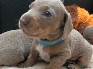 Miniature Dachshund dogs KC REGISTERED MINIATURE DACHSHUND MALE - Advert 7