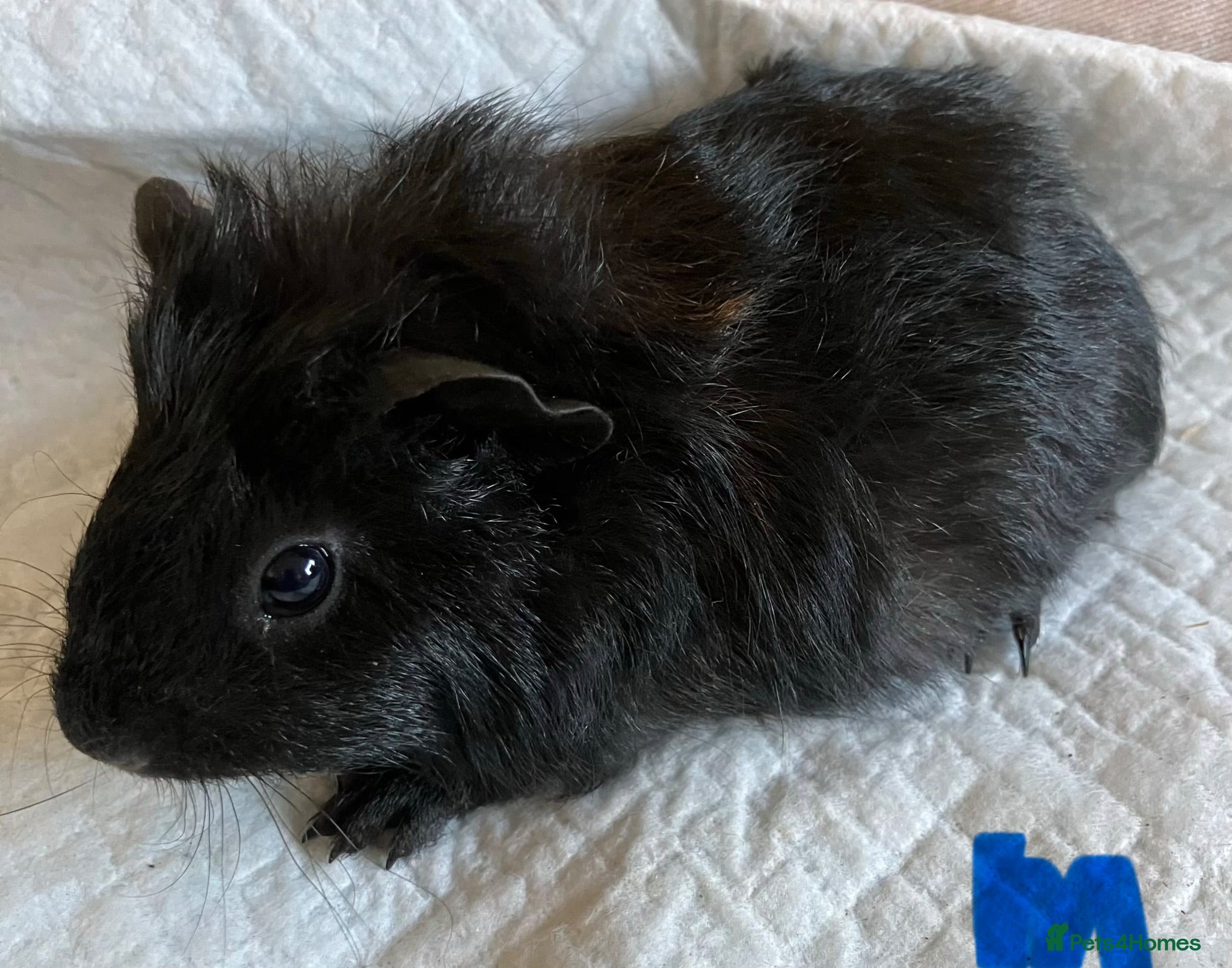 Guinea Pig rodents Lovely guinea pig babies  - Advert 1