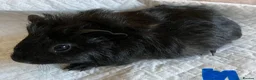 Guinea Pig rodents for sale: Lovely guinea pig babies  - Advert 5
