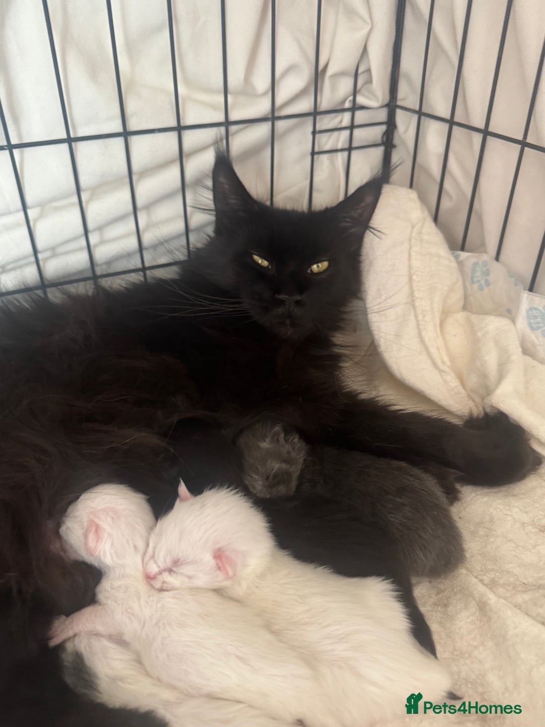 Maine Coon cats for sale: Mainecoon pure kittens  - Image 1