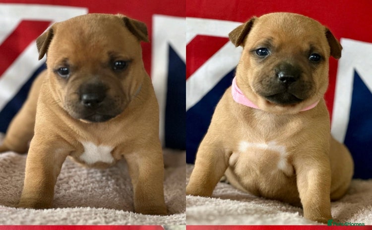 Staffordshire Bull Terrier dogs - Advert 2