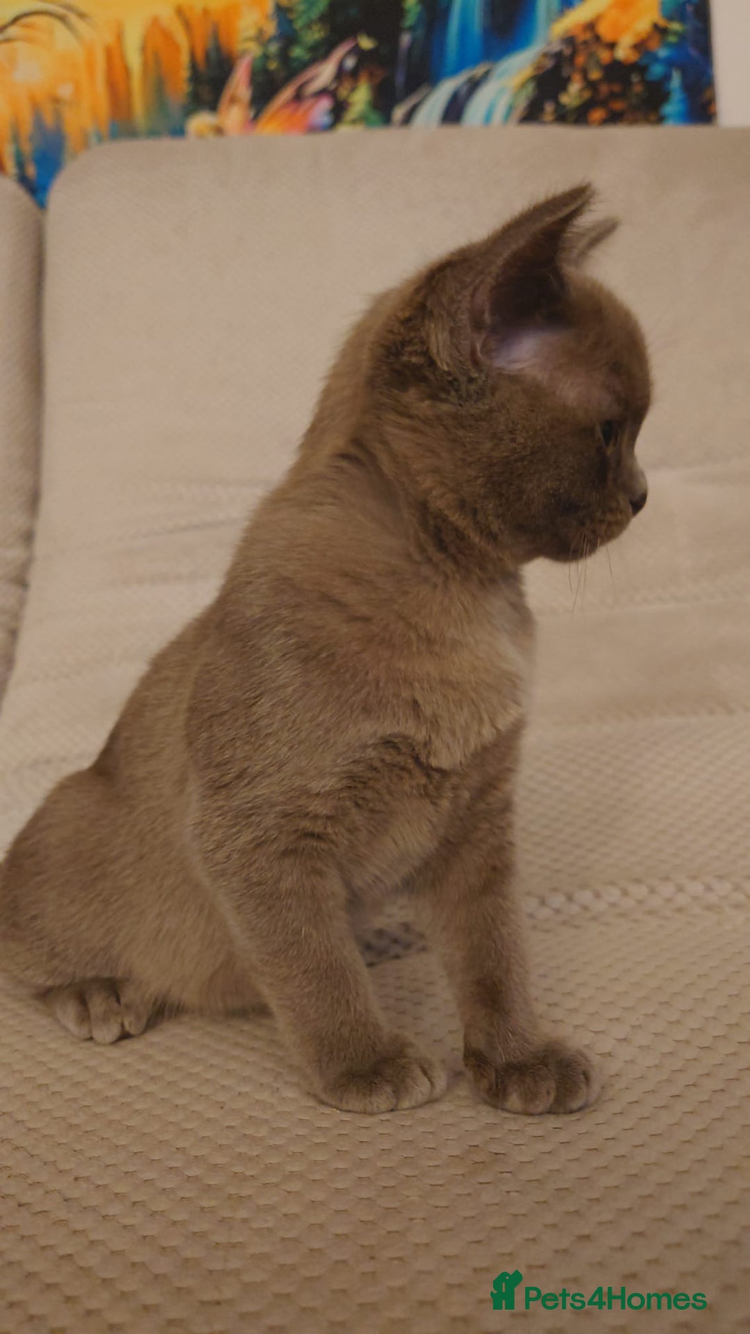 Burmese cats for sale: Gorgeous burmese girl for sale - Advert 3