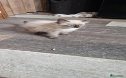 Ragdoll cats for sale: Fully vaccinated Ragdoll kittens ready now - Image 21