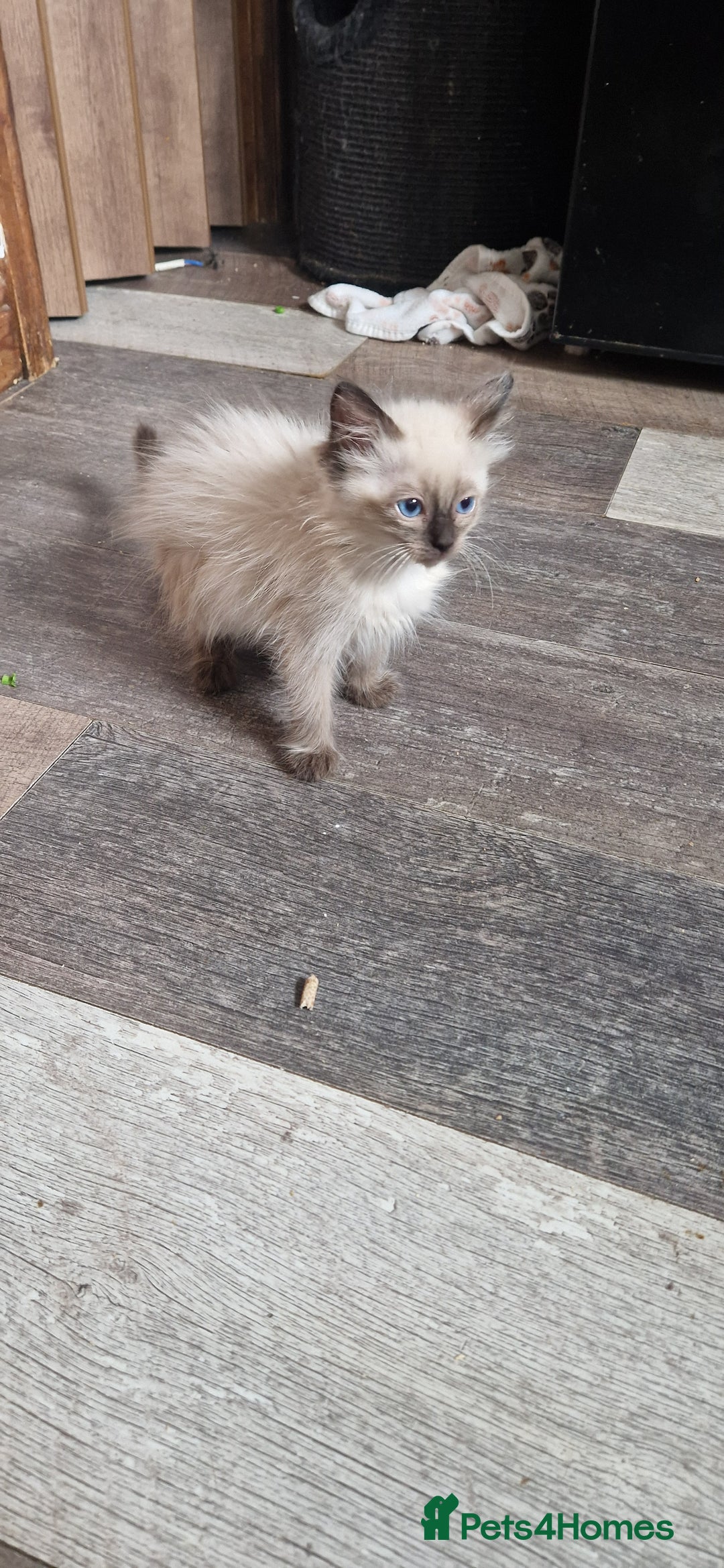 Ragdoll cats for sale: Fully vaccinated Ragdoll kittens ready now - Image 21