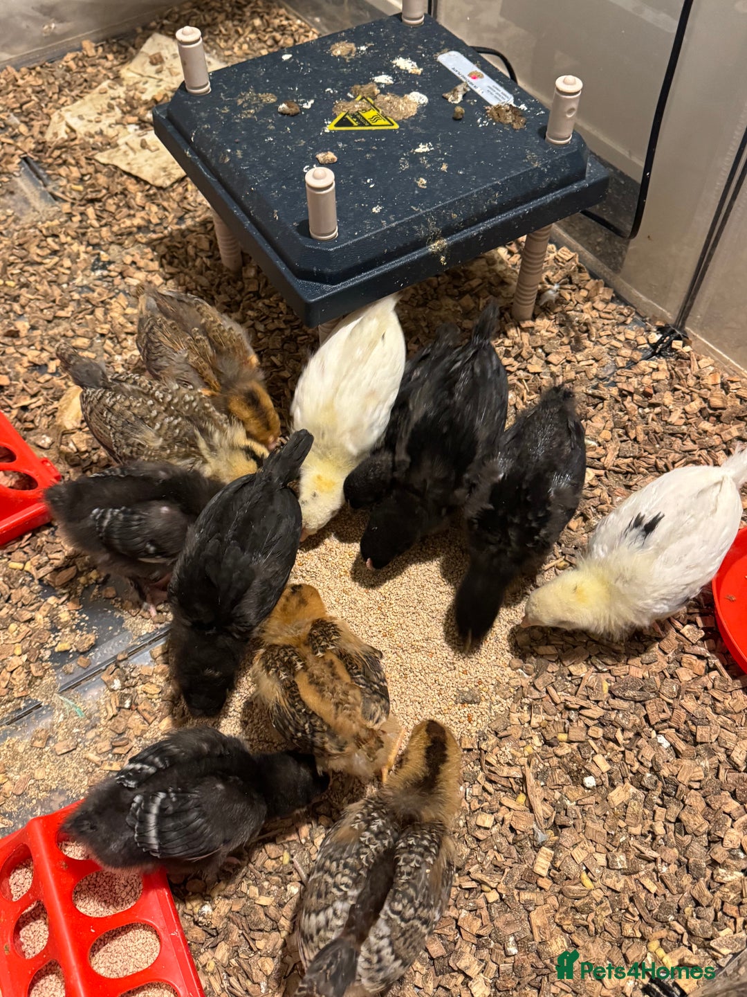 Chickens poultry for sale: Chicks for free - Image 2