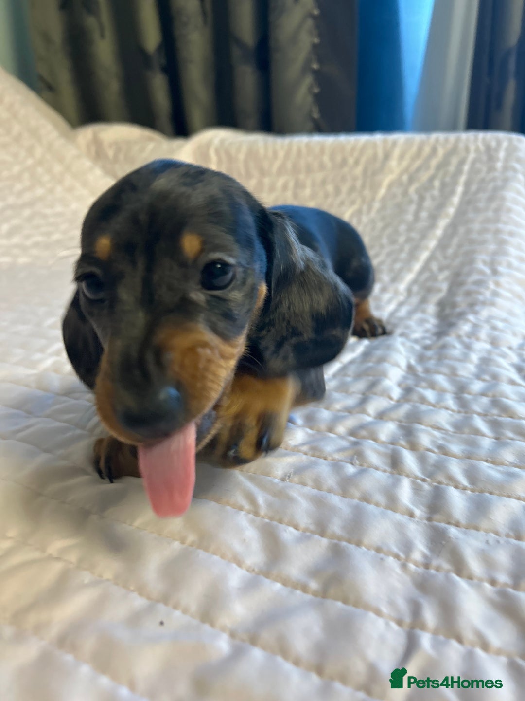 Miniature Dachshund dogs for sale: KC registered PRA CLR miniature dachshund  - Advert 7