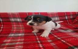 Mixed Breed dogs for sale: Jack Russell 3/4 1/4 chihuahua - Advert 6