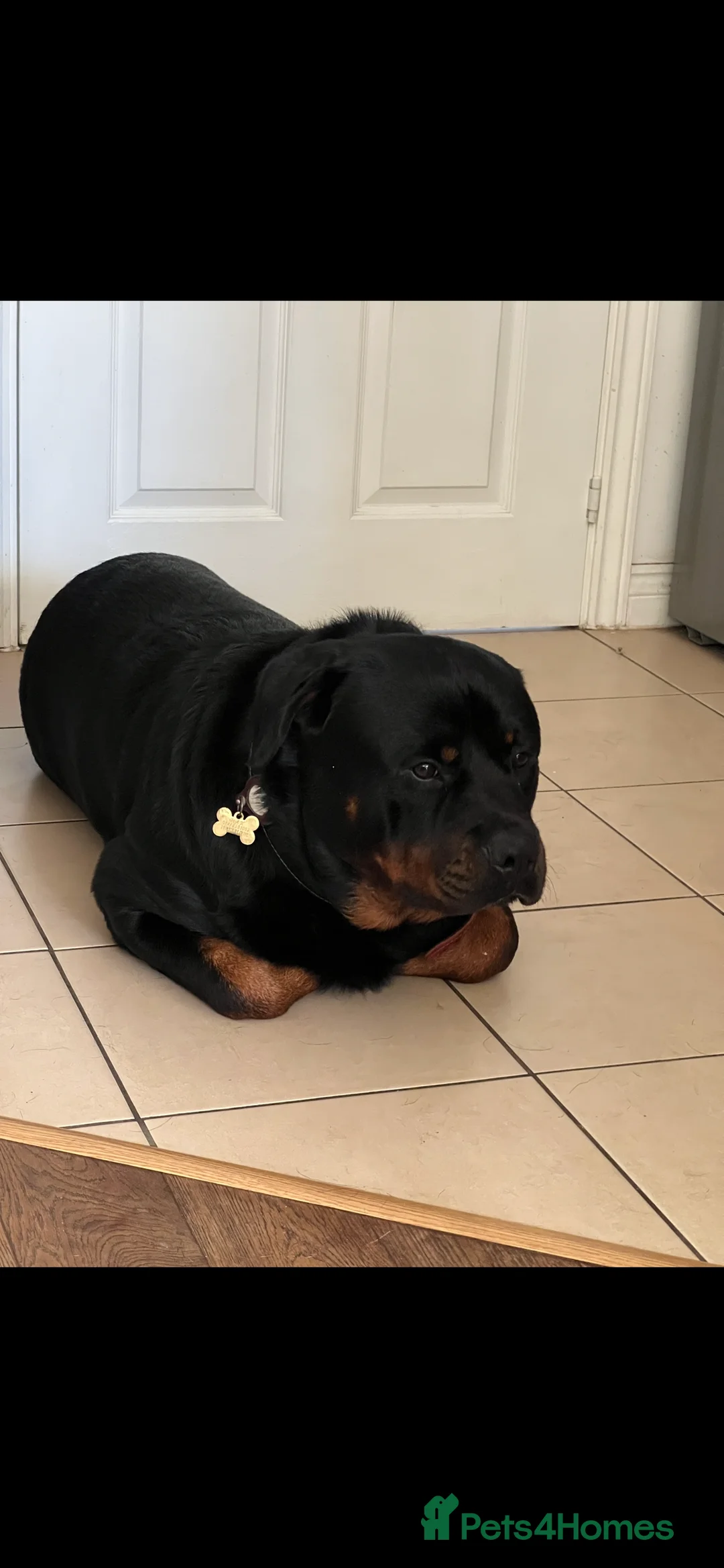 Rottweiler dogs for stud: Max Champion  in Walsall - Advert 10